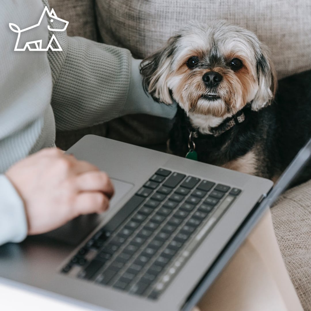 Small dog sitting beside a person working on a laptop on a sofa