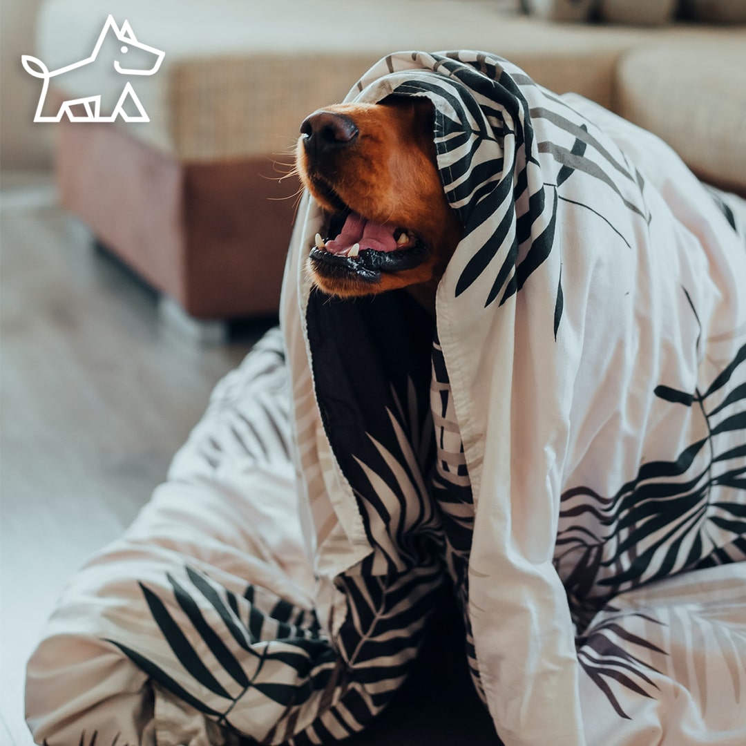 11 Best Pet-Friendly Fabrics for Furniture ￼