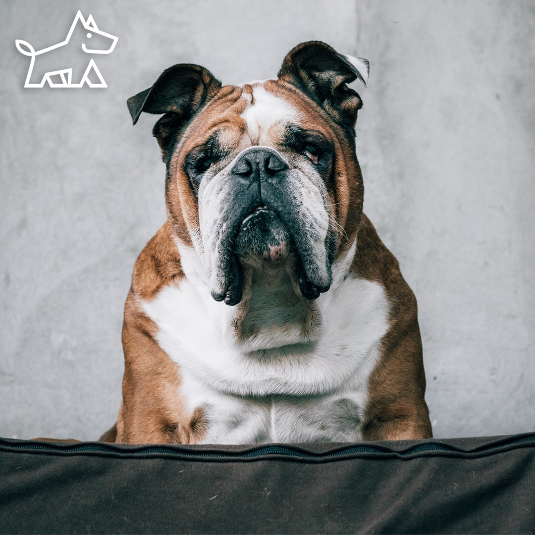 how to choose pet-friendly sofa