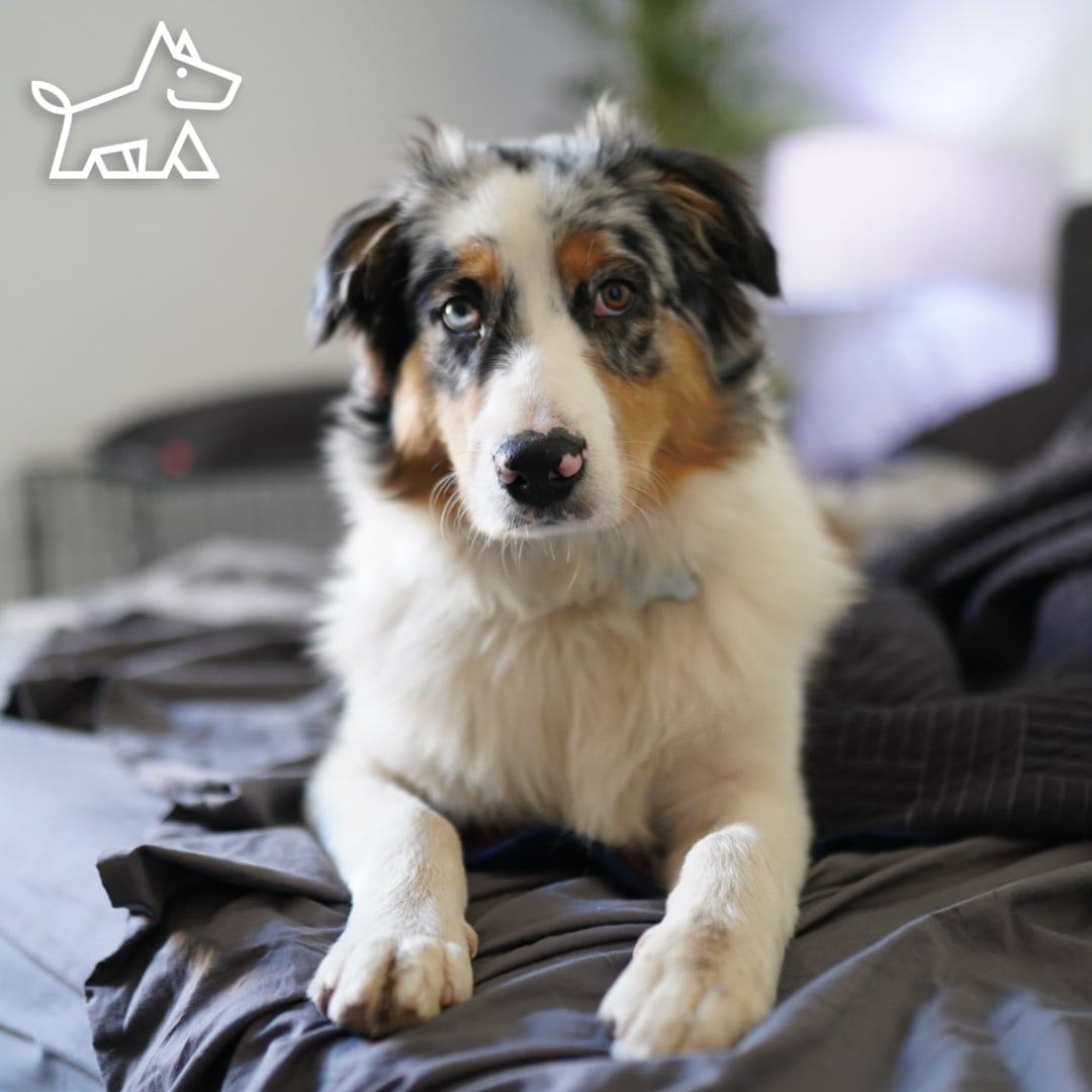 20 Interior Design Tips for a Pet-Friendly home