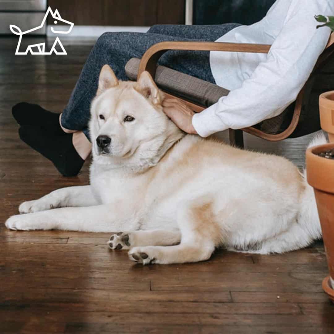 10 Best Pet-Friendly Flooring Options for Your Home