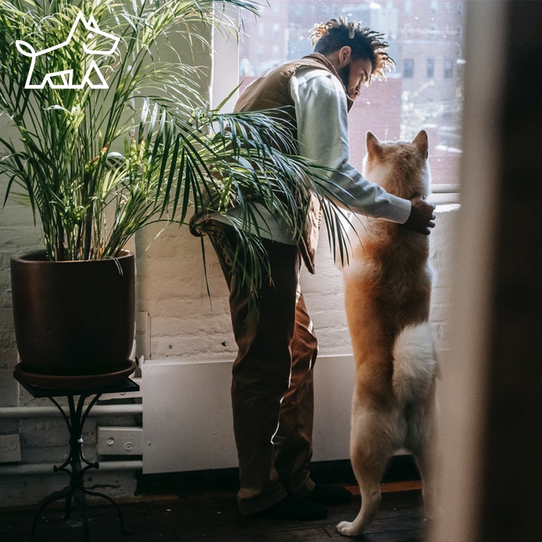 Amazing Psychological Effects of Lighting in Pet-Friendly Interiors