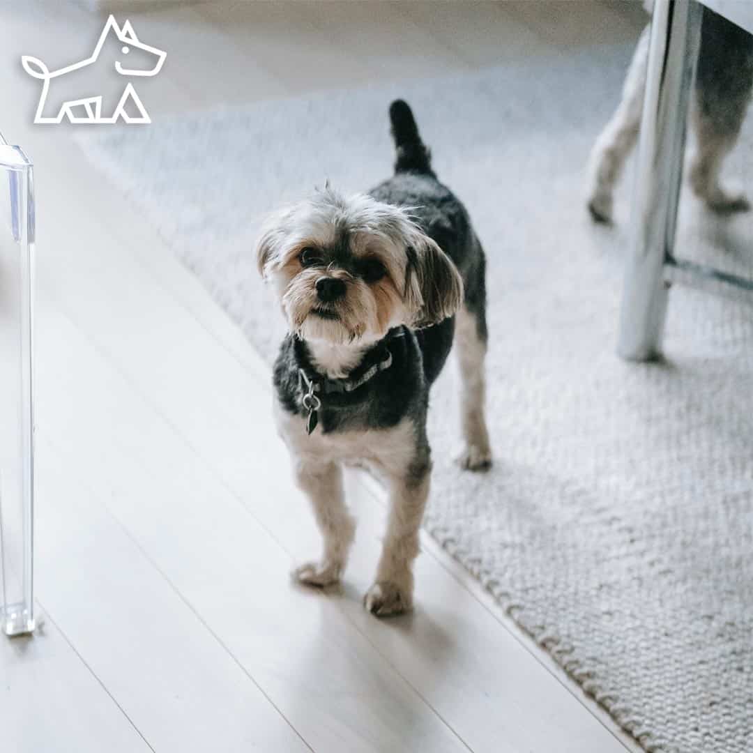 Amazing Psychological Effects of Ceiling Heights in Pet-Friendly Interiors