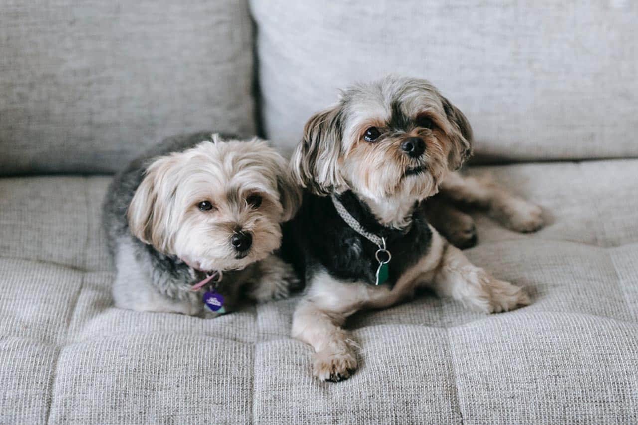 Amazing Psychological Effects of Ceiling Heights in Pet-Friendly Interiors