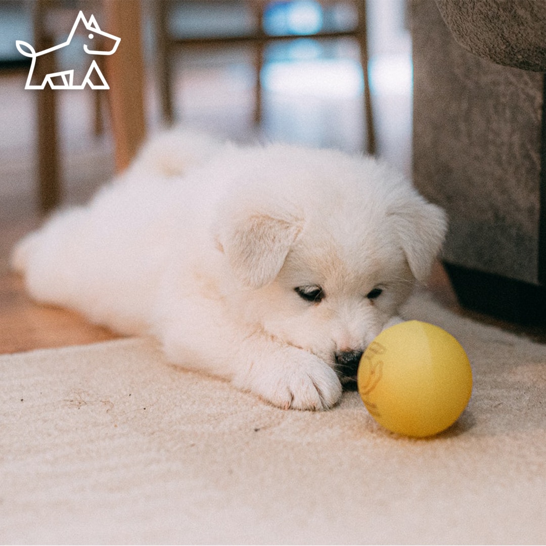 Amazing Psychological Effects of Textures in Pet-Friendly Interiors