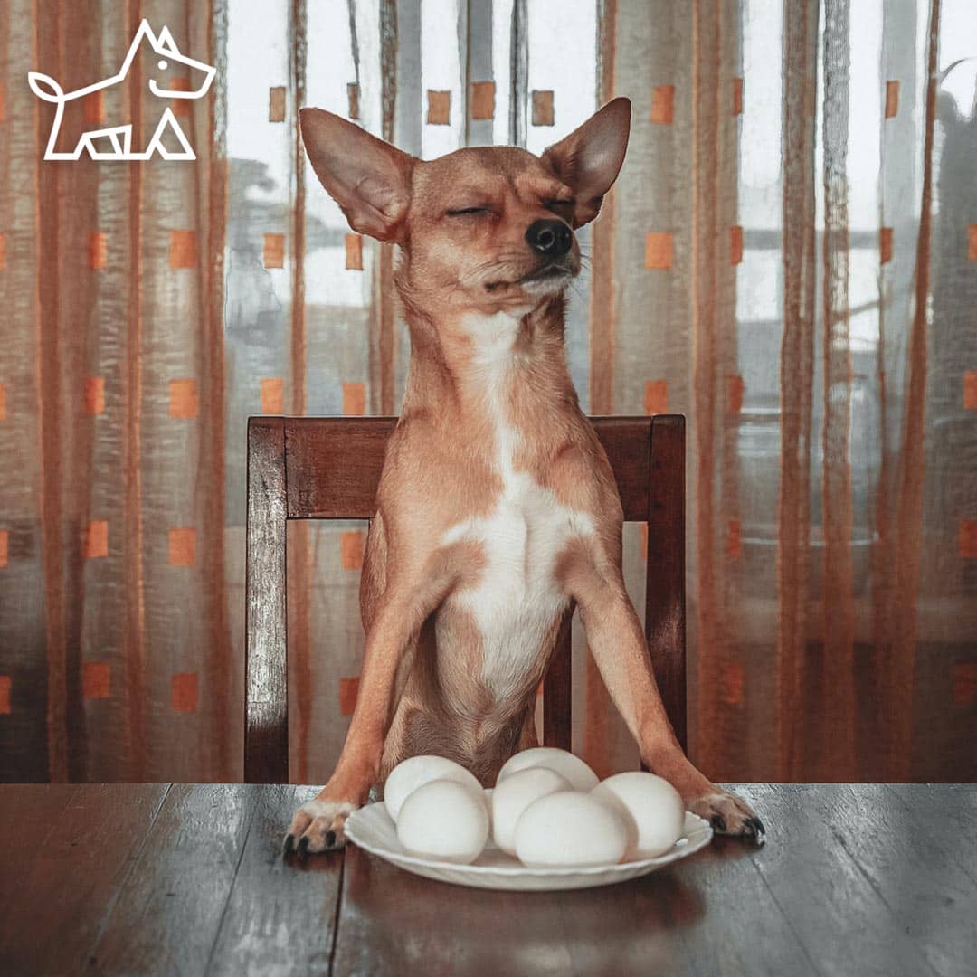 How to Choose the Best Pet-Friendly Coffee Table