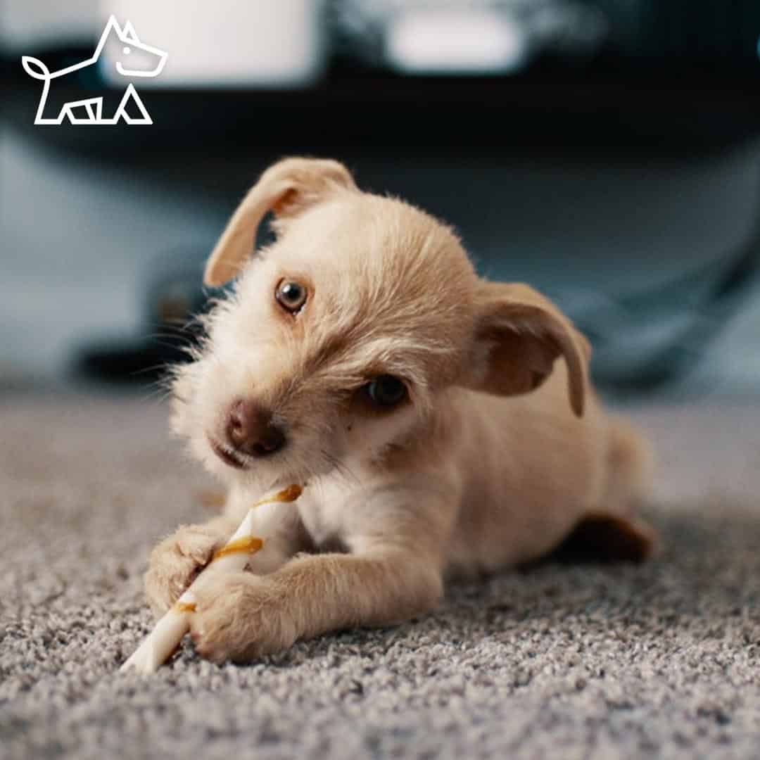 Wondering how to keep your home looking good while keeping your furry friend happy? Check out our guide on choosing the…