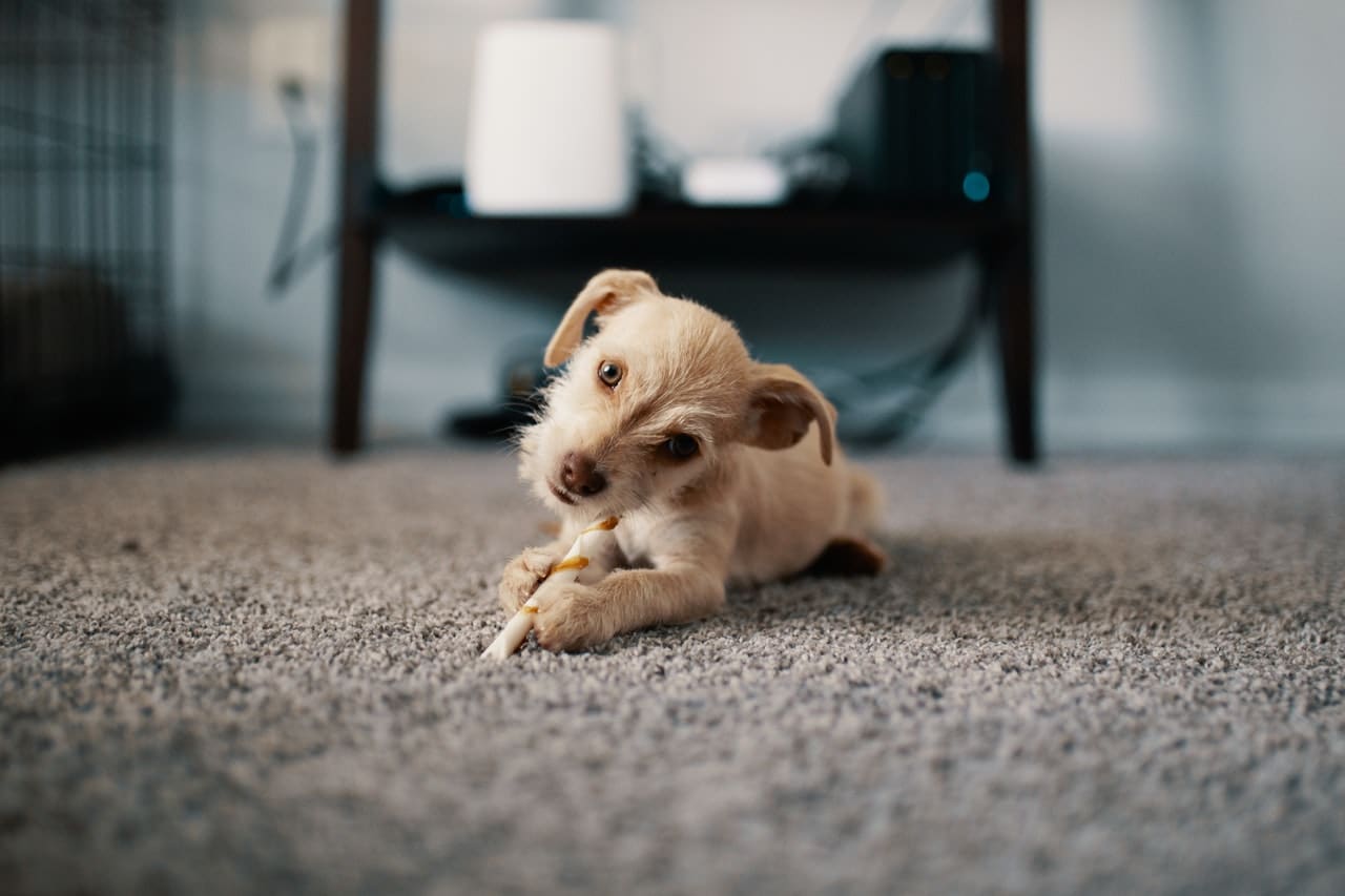 How to choose the Best Pet-Friendly Rug