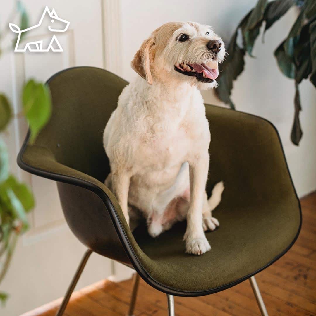 How to Choose the Best Pet-Friendly Chair