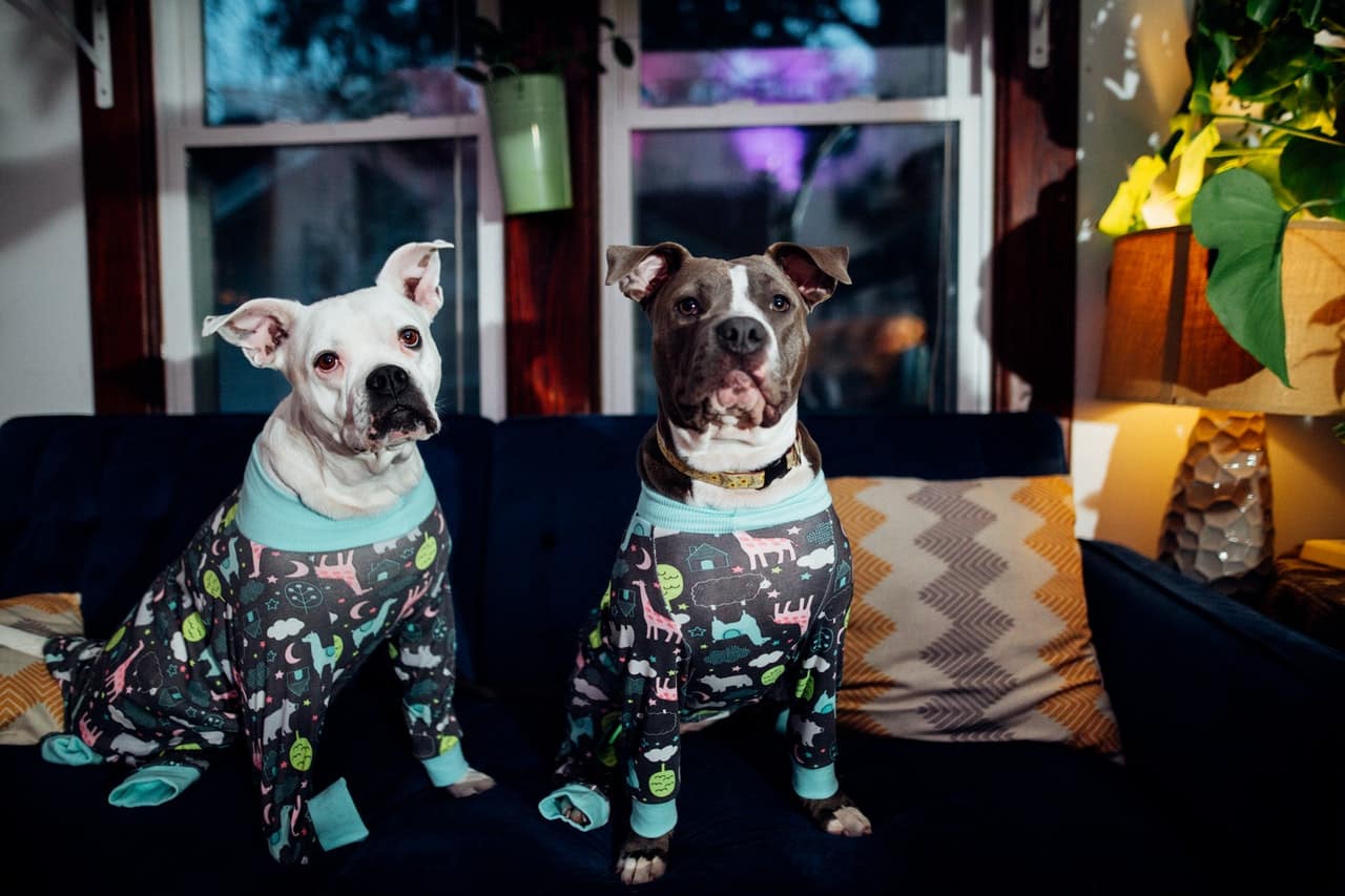 Why are Colors Important in Evidence-Based Design for Pet-Friendly Interiors?