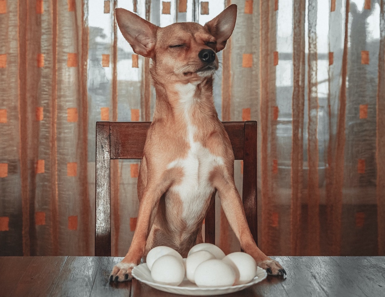 How to Choose the Best Pet-Friendly Coffee Table