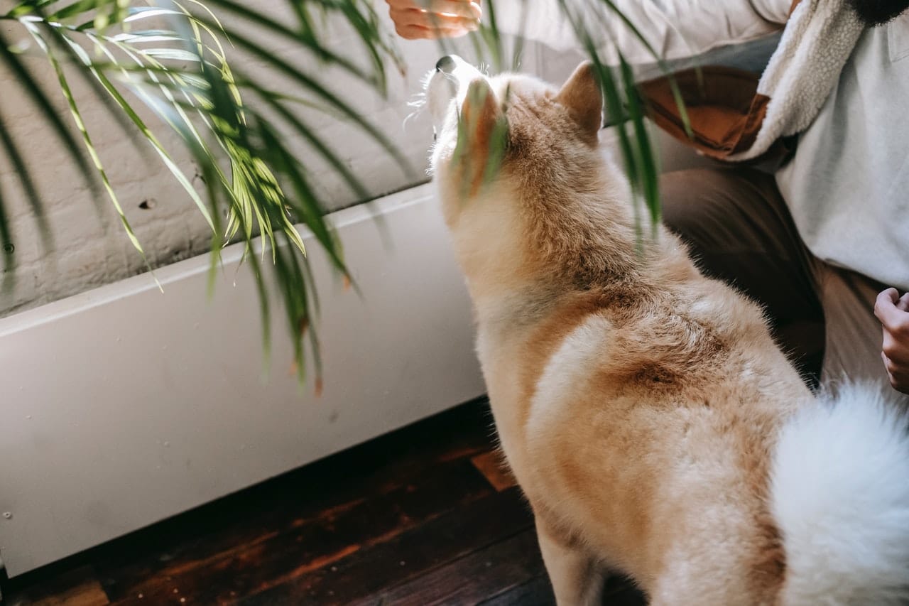 What are the Effects of Artificial Light on Humans and Dogs?