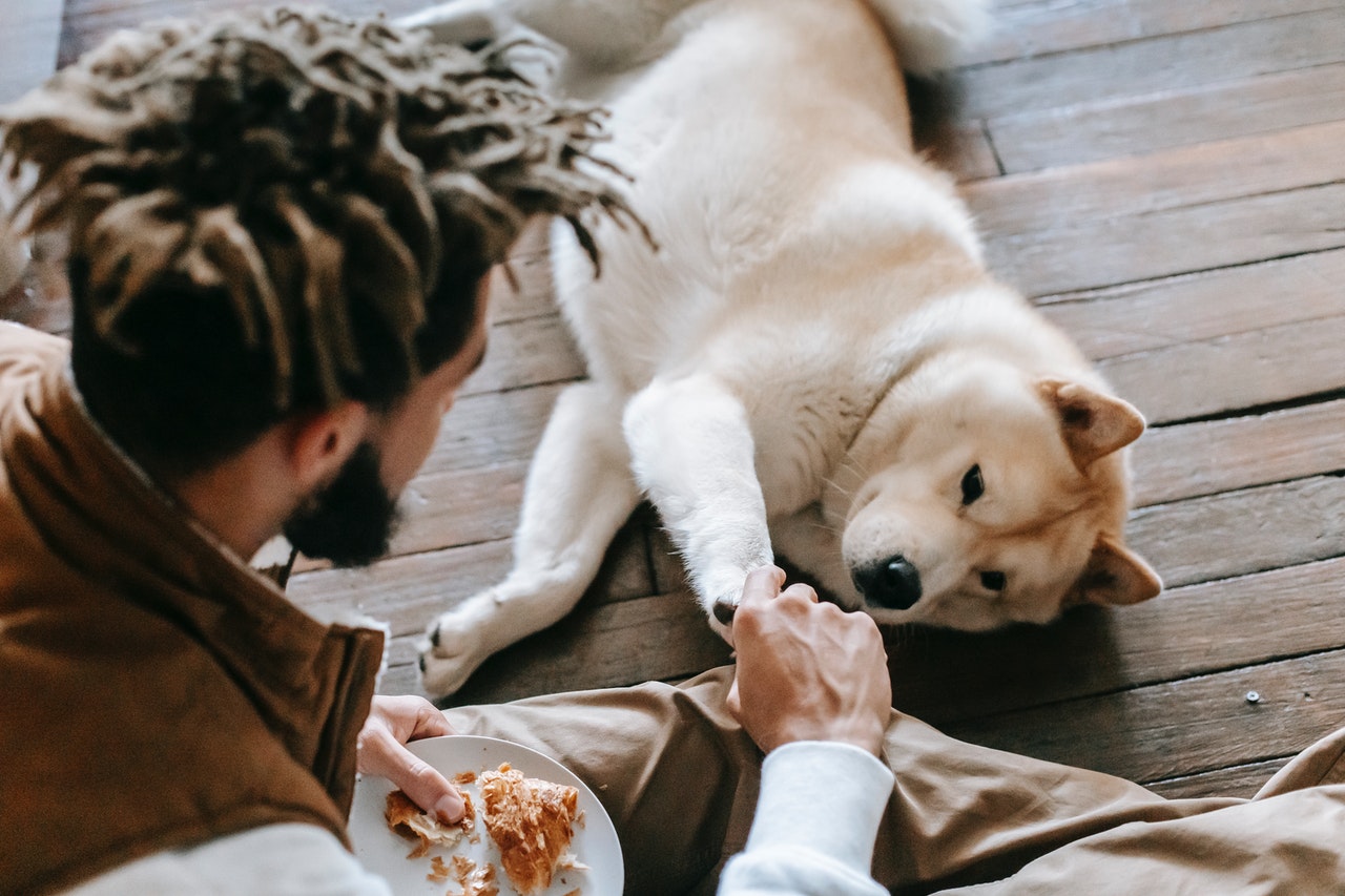 10 Best Pet-Friendly Flooring Options for Your Home - photo 3