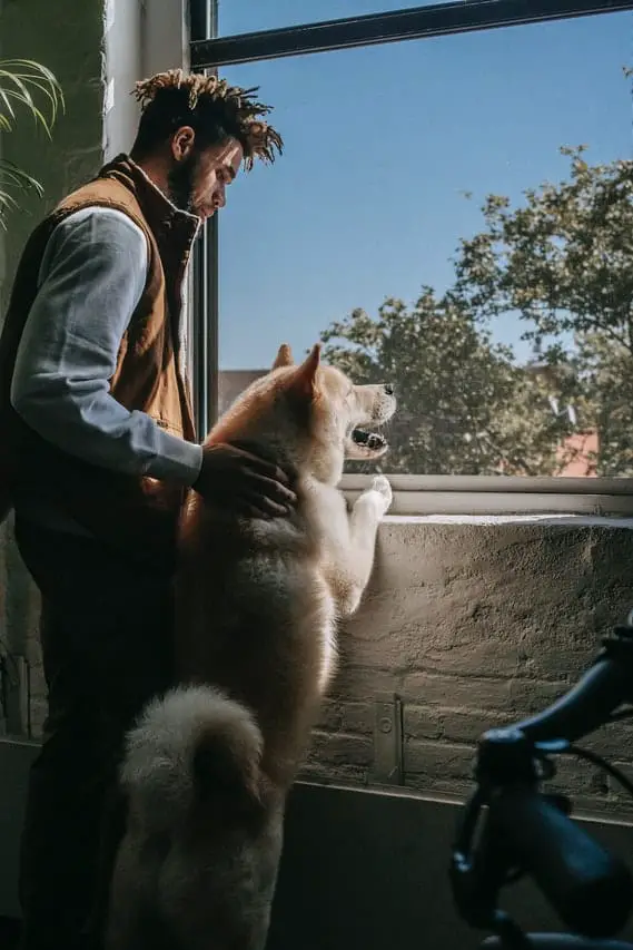 Are the Psychological Effects of Lighting in Dogs similar to Humans?