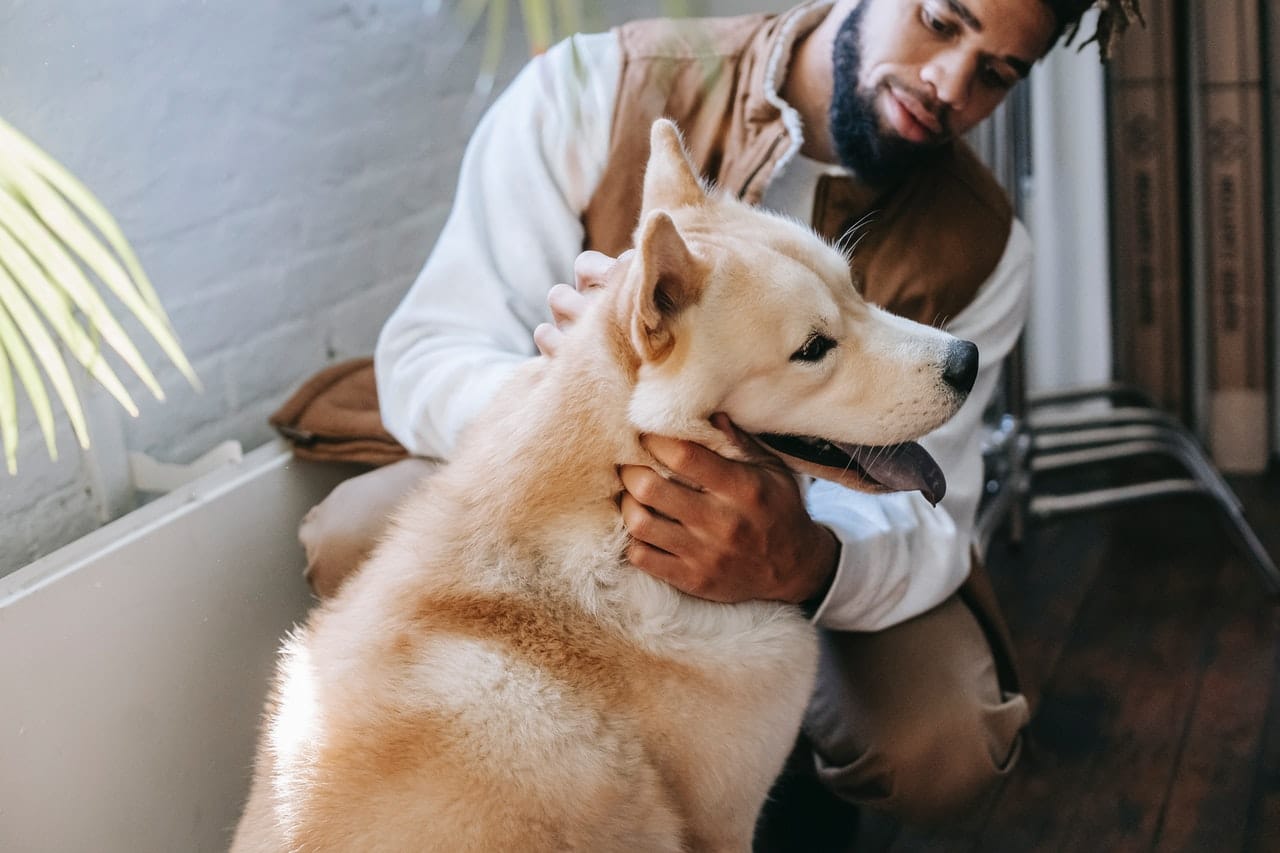 Sunlight’s benefits for your dog’s health: