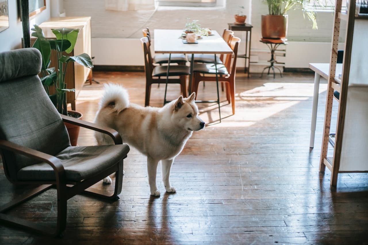 10 Best Pet-Friendly Flooring Options for Your Home - photo 2