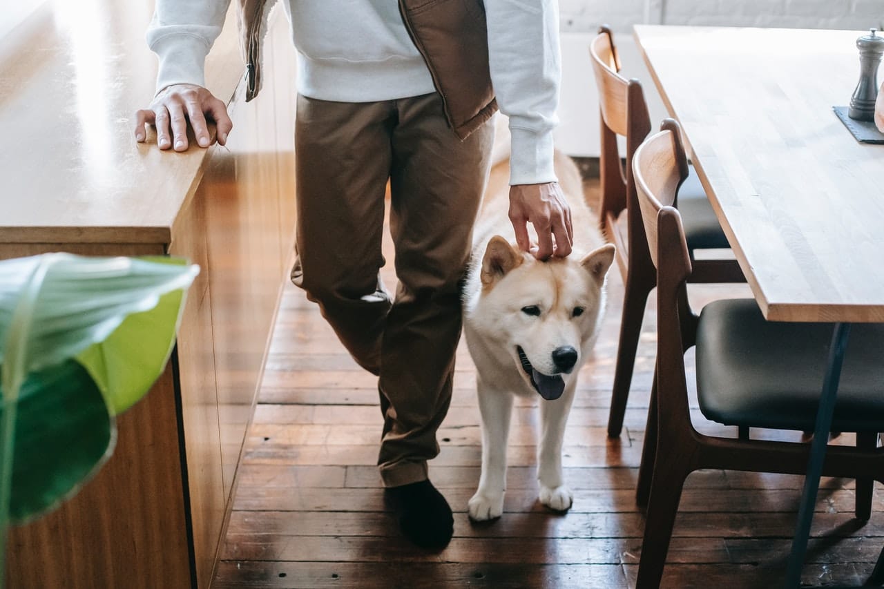 10 Best Pet-Friendly Flooring Options for Your Home