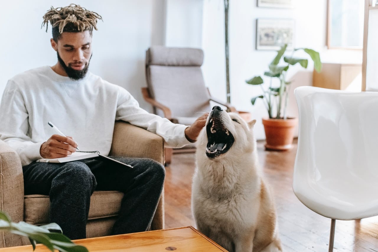 Amazing Psychological Effects of Lighting in Pet-Friendly Interiors