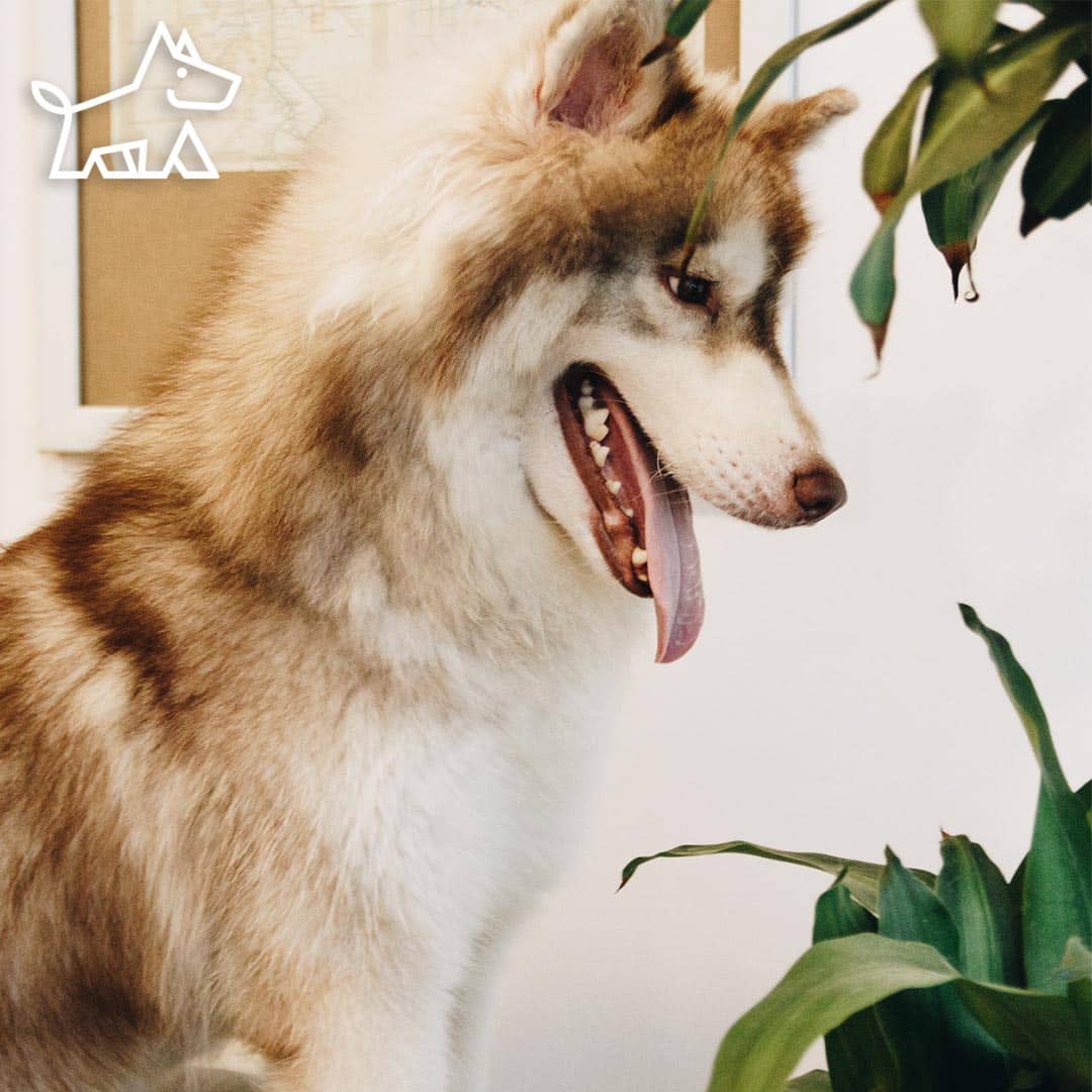 Houseplants Poisonous to Dogs