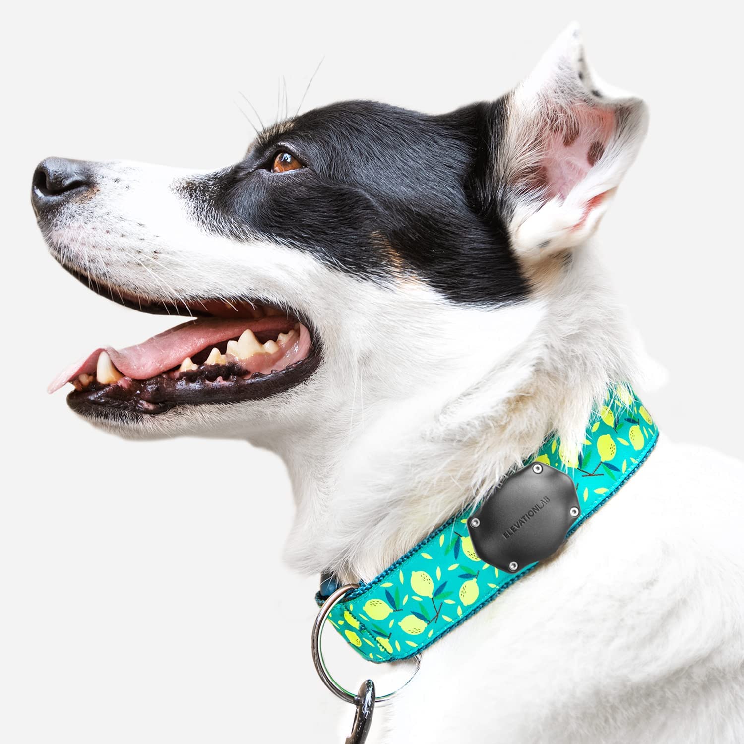 Recommended Airtag Dog Collars