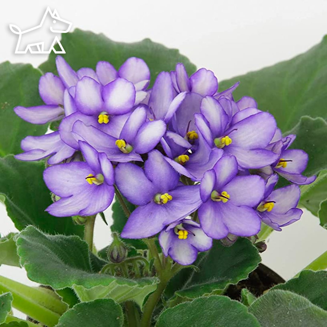 care for african violets