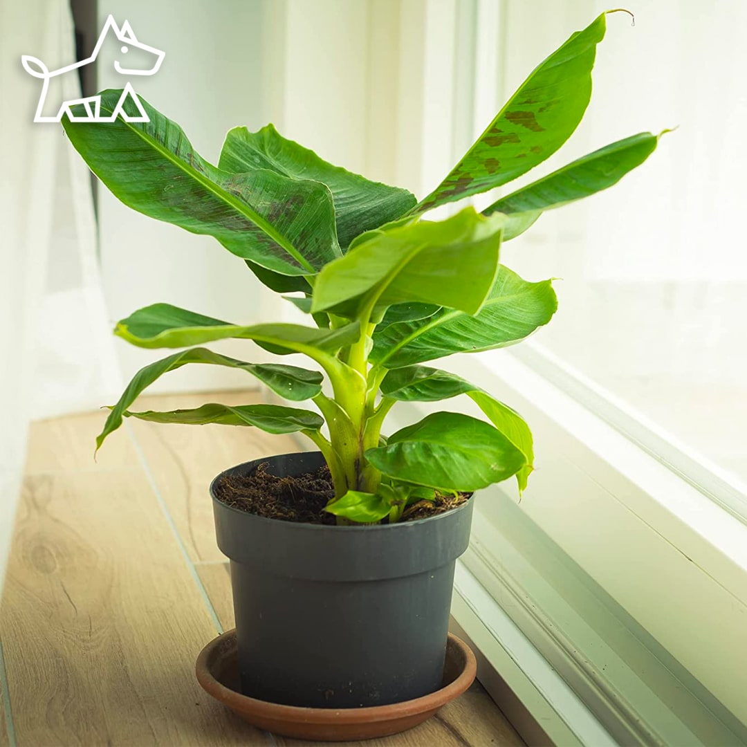 CARE FOR BANANA LEAF