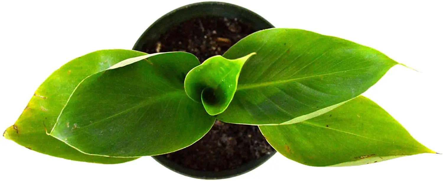 CARE FOR BANANA LEAF