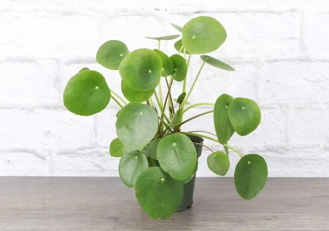CARE FOR CHINESE MONEY PLANTS