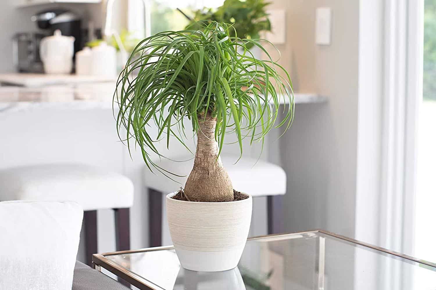 CARE FOR PONYTAIL PALMS