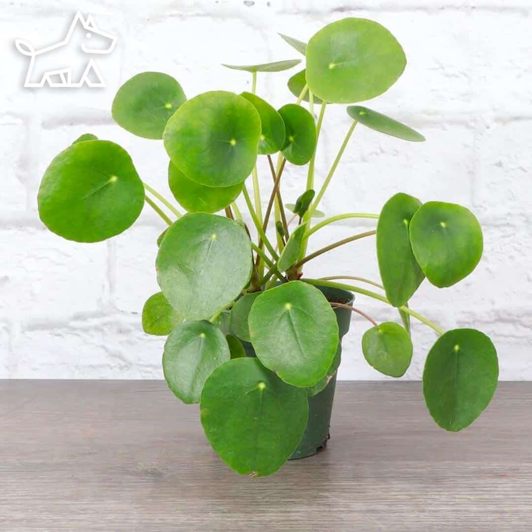 CARE FOR CHINESE MONEY PLANTS