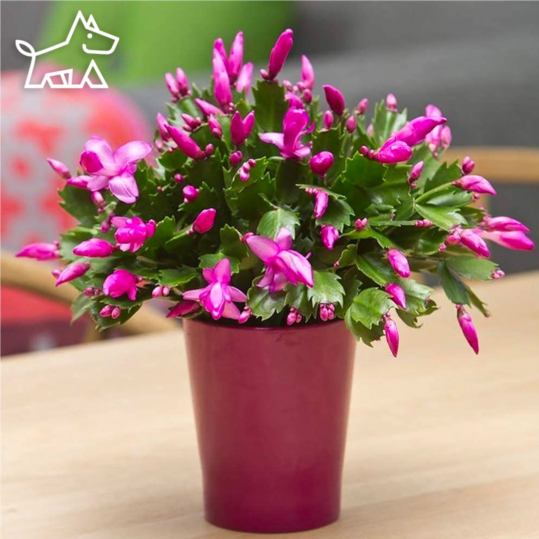 care for christmas cactus