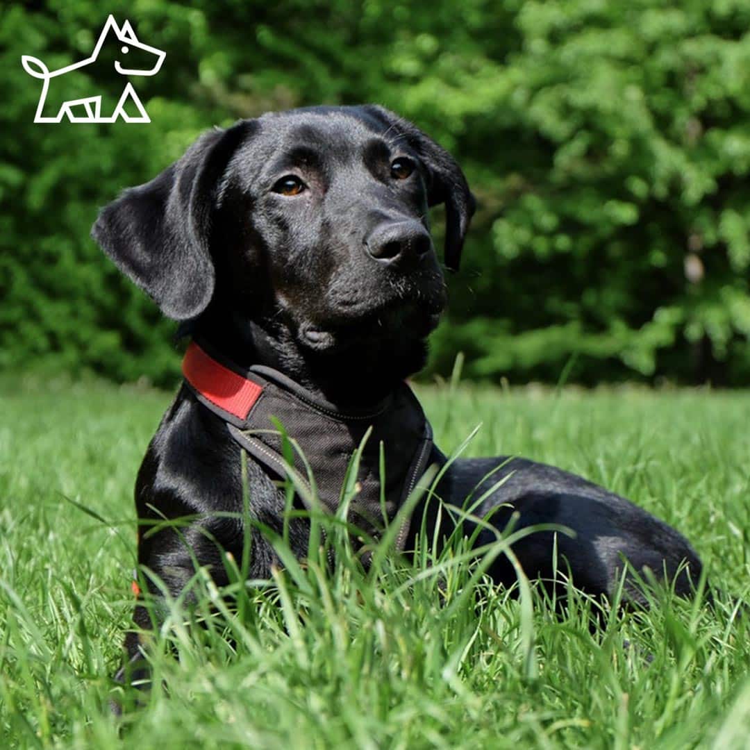 Dog Collars with GPS Trackers