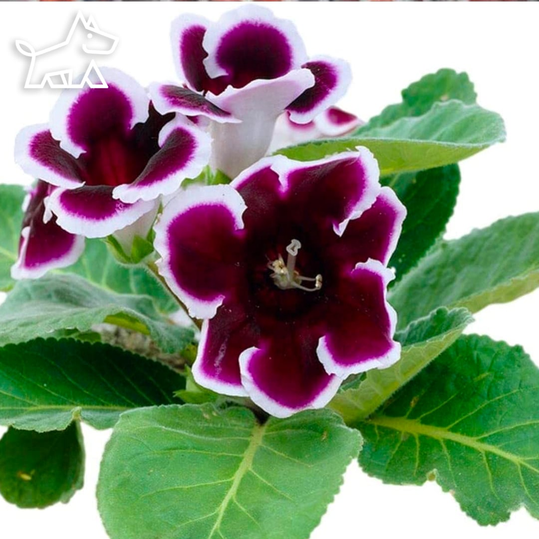 care for gloxinia flowers