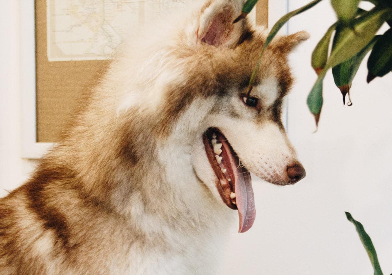 20+ Houseplants Poisonous to Dogs: A guide for dog owners