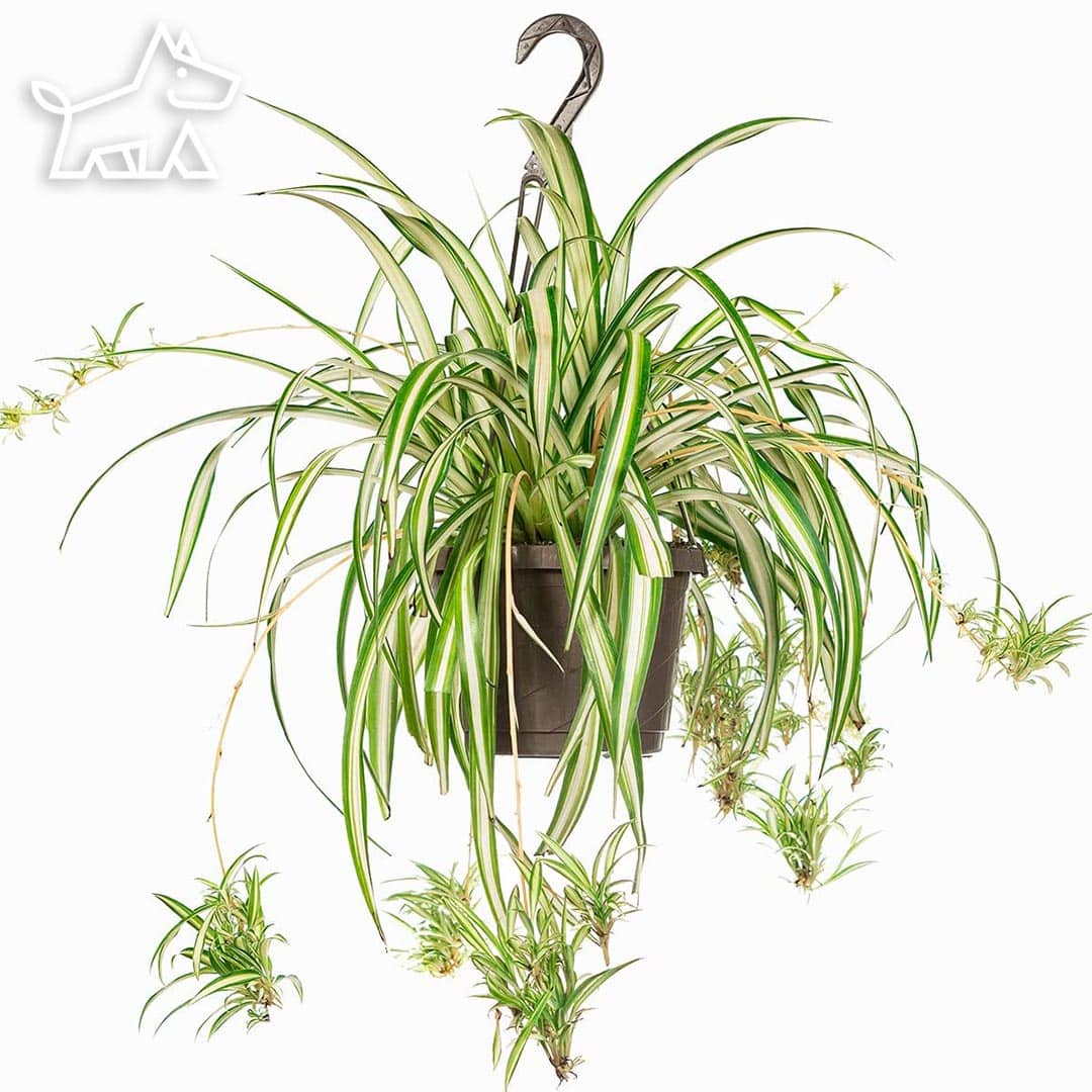 how to care for spider plants