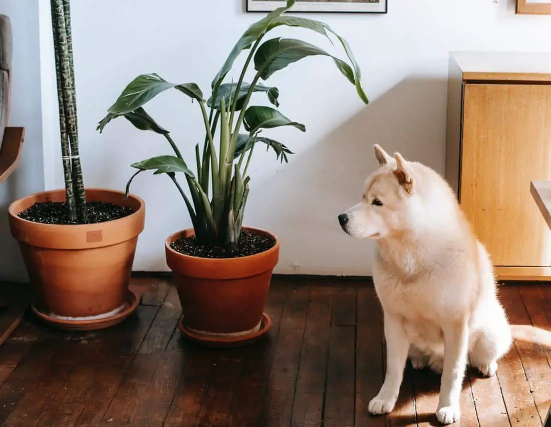 Safe Houseplants for Dogs and Cats- Best 25 Options2 copy