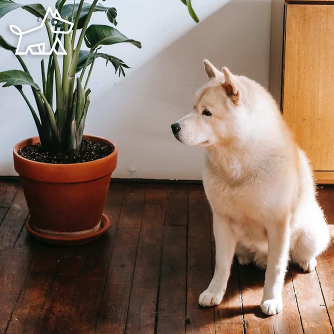 Safe Houseplants for Dogs and Cats- Best 25 Options2 copy