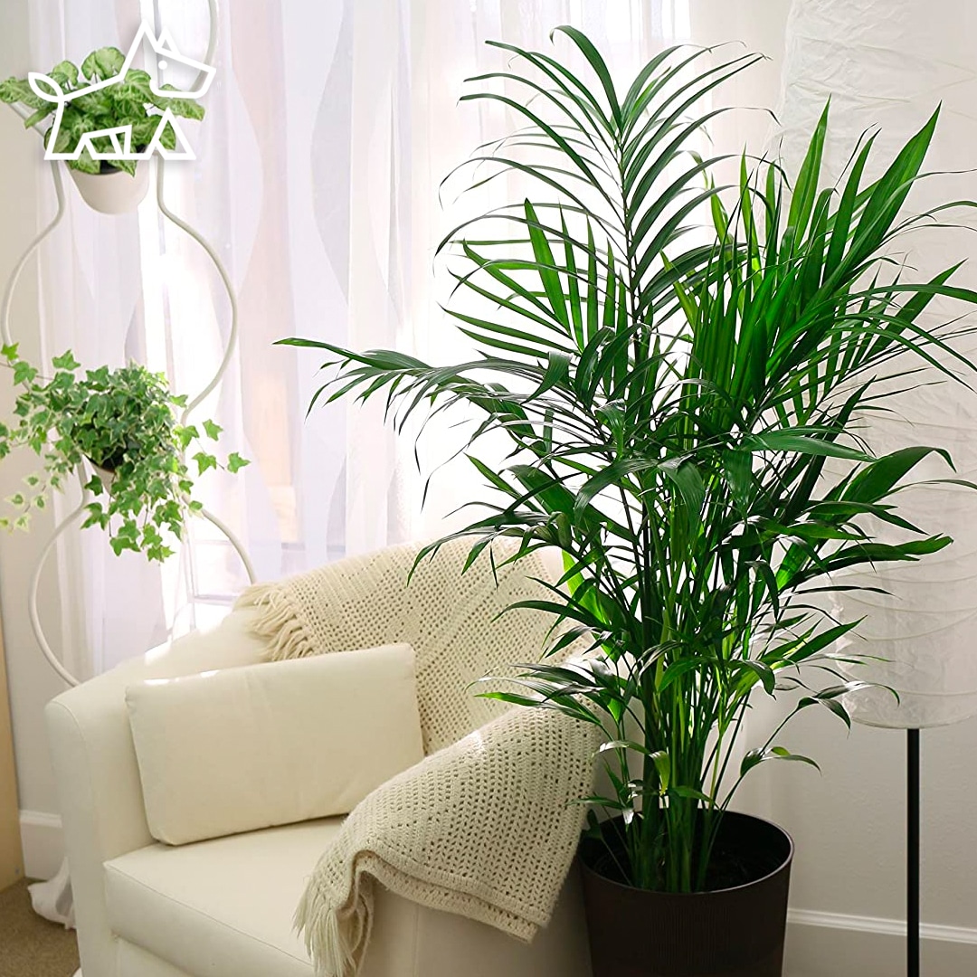 care for areca