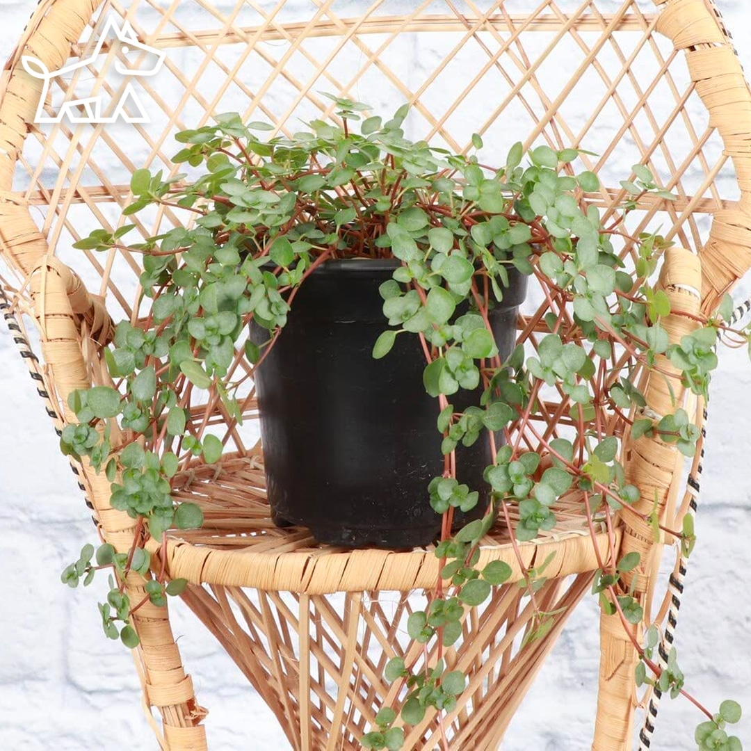 How to Care for Baby’s Tears Plant (Soleirolia soleirolii)
