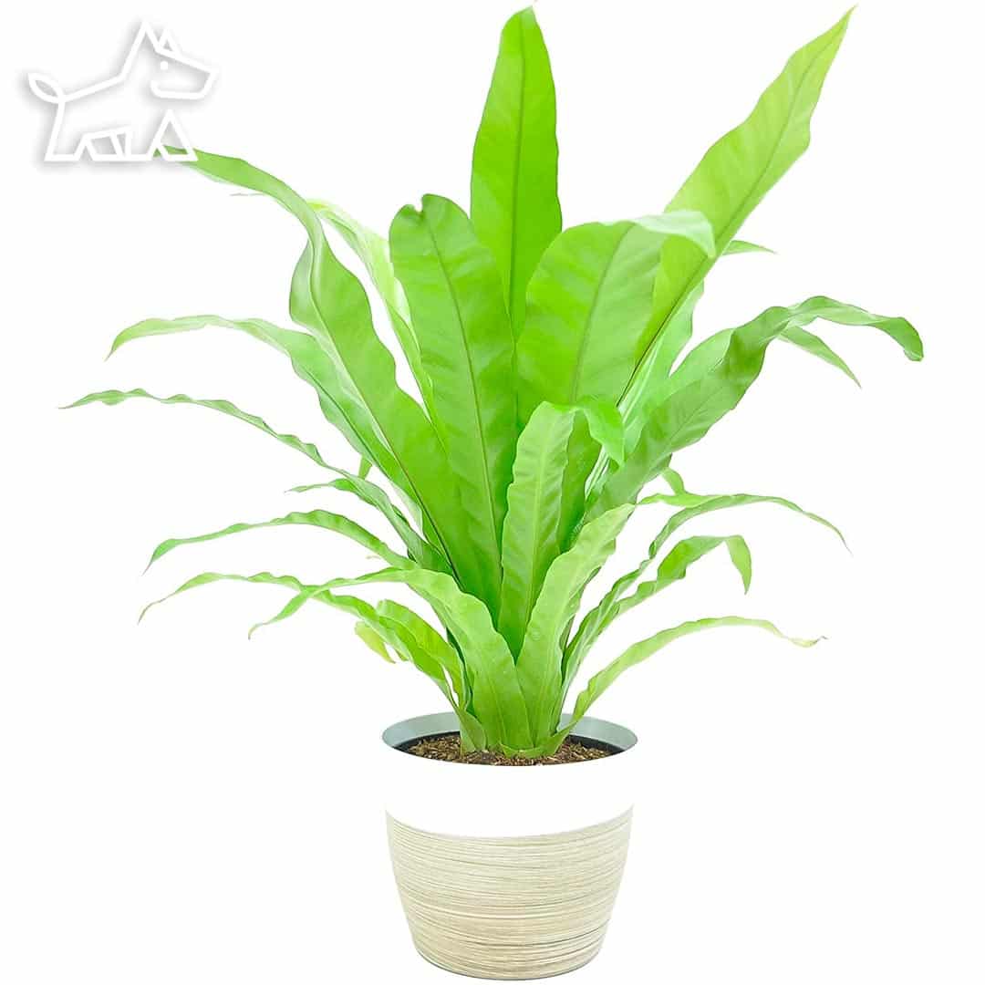care for bird's nest fern