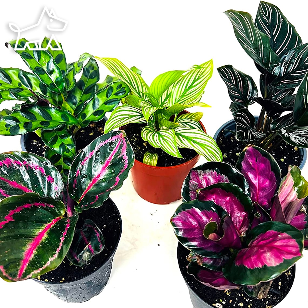 care for calatheas