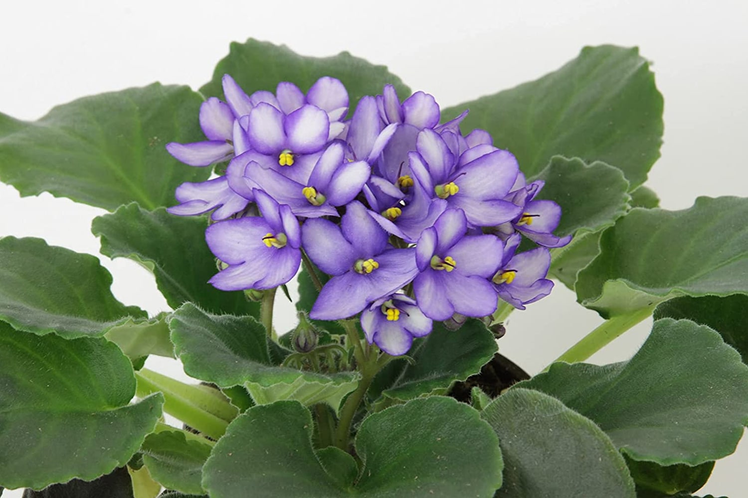 care for african violets
