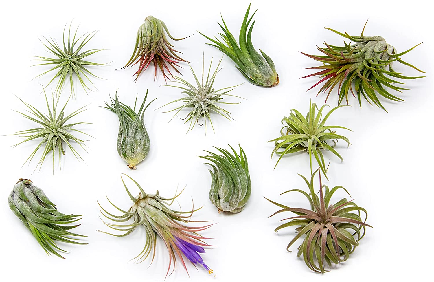 care for air plants