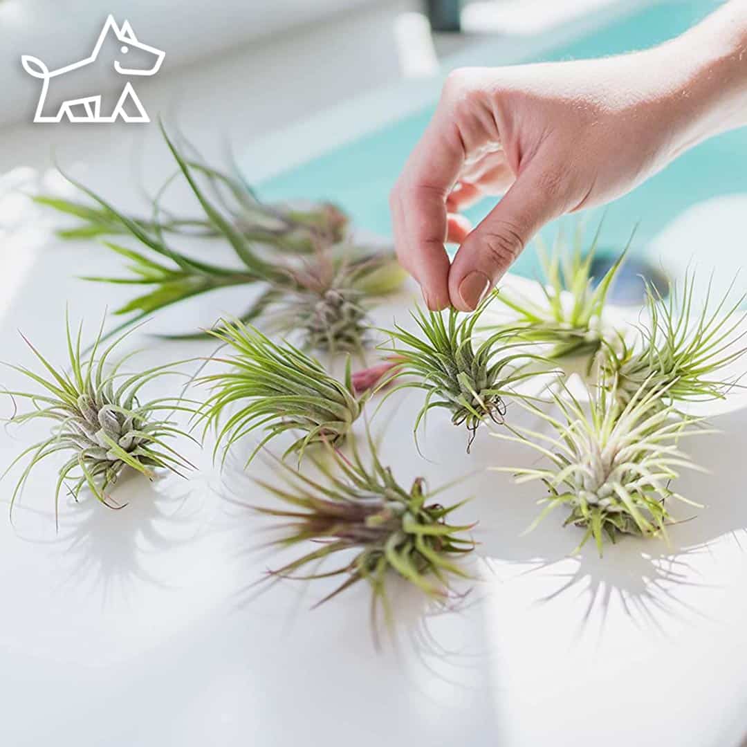 care for air plants