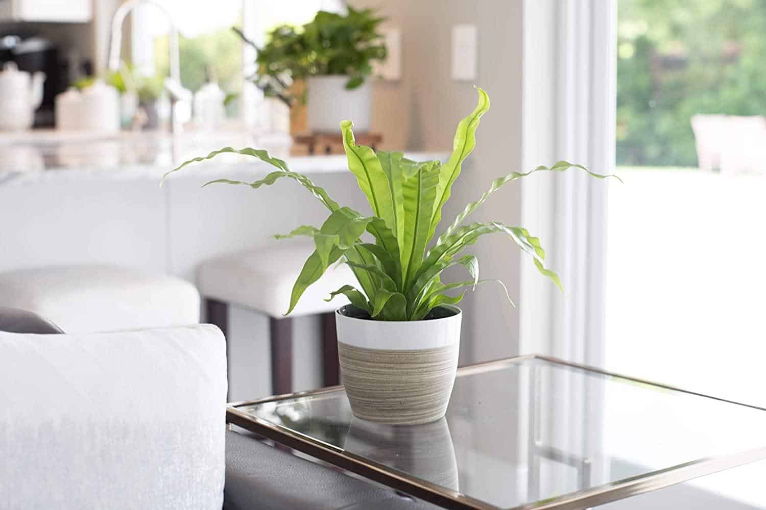 care for bird's nest fern