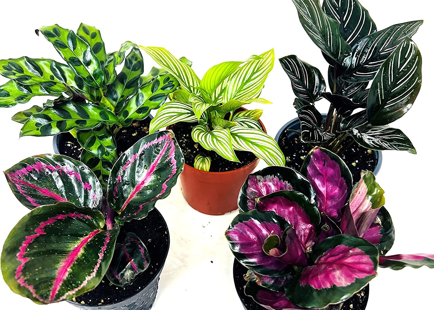 care for calatheas