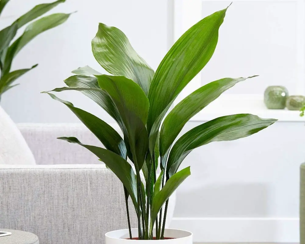 care for cast iron plants