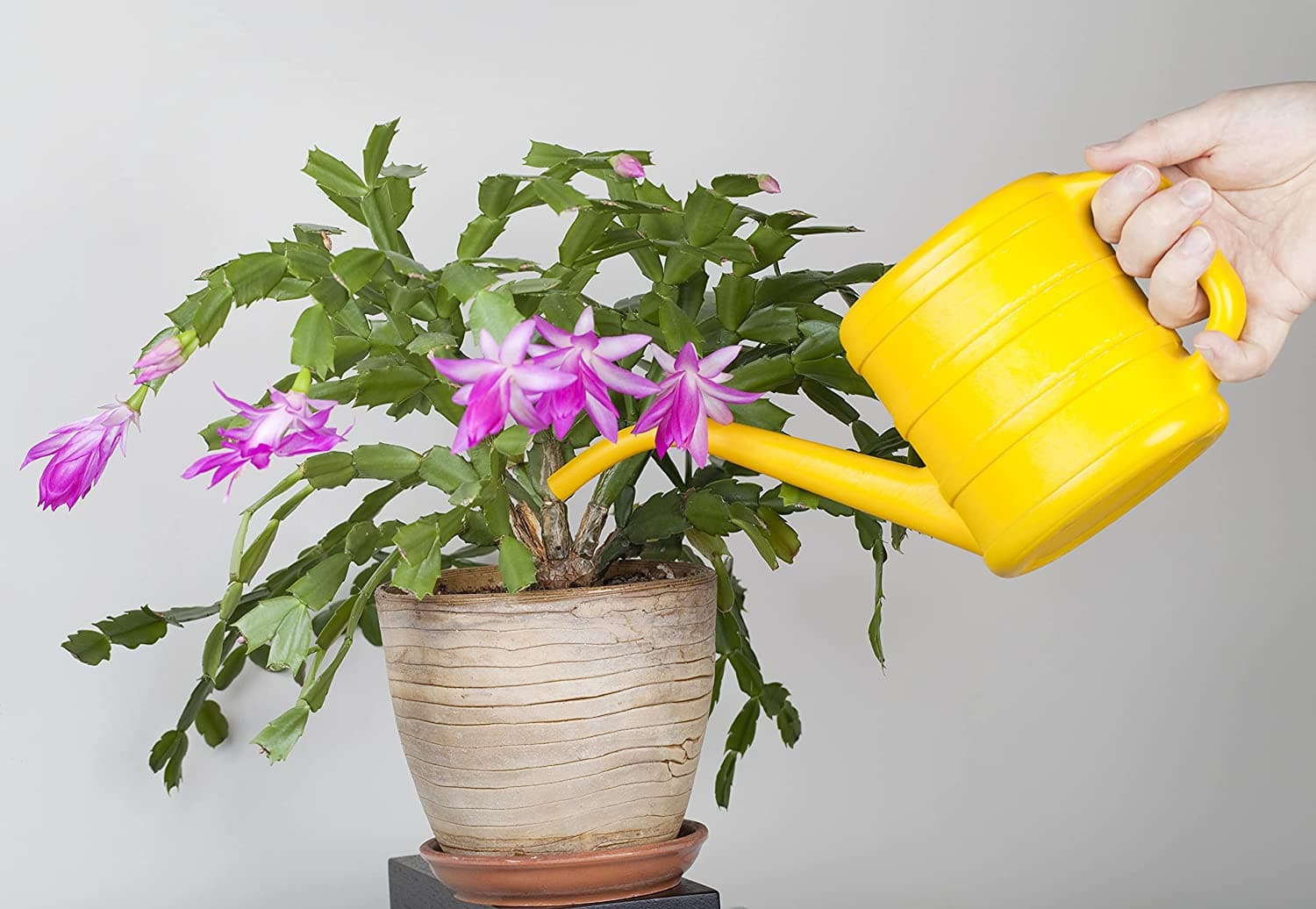 care for christmas cactus
