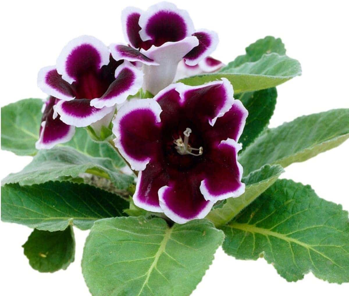 care for gloxinia flowers