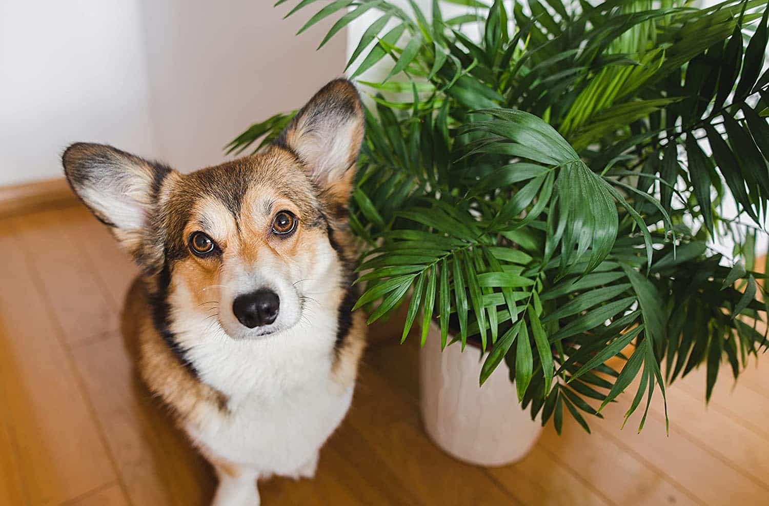 care for parlor palms